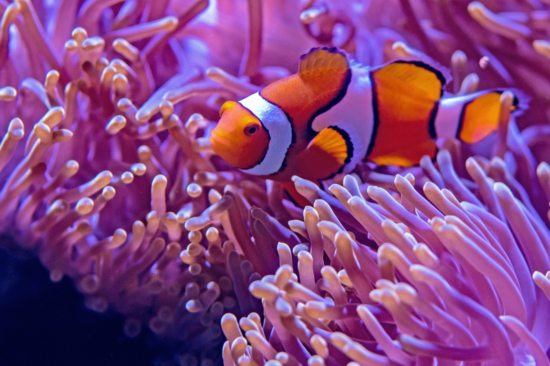 Mistral AI and NVIDIA unveil 12B NeMo model